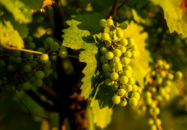 Wine Autumn in the Wachau