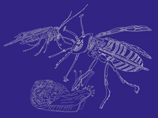 Silhouettes of a grasshopper, a wasp and a snail in white lines on a dark blue background.