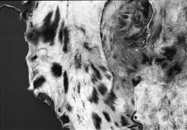 Michael Höpfner, Lie Down, Get Up, Walk (from the life of a snow leopard), 2019, private collection 