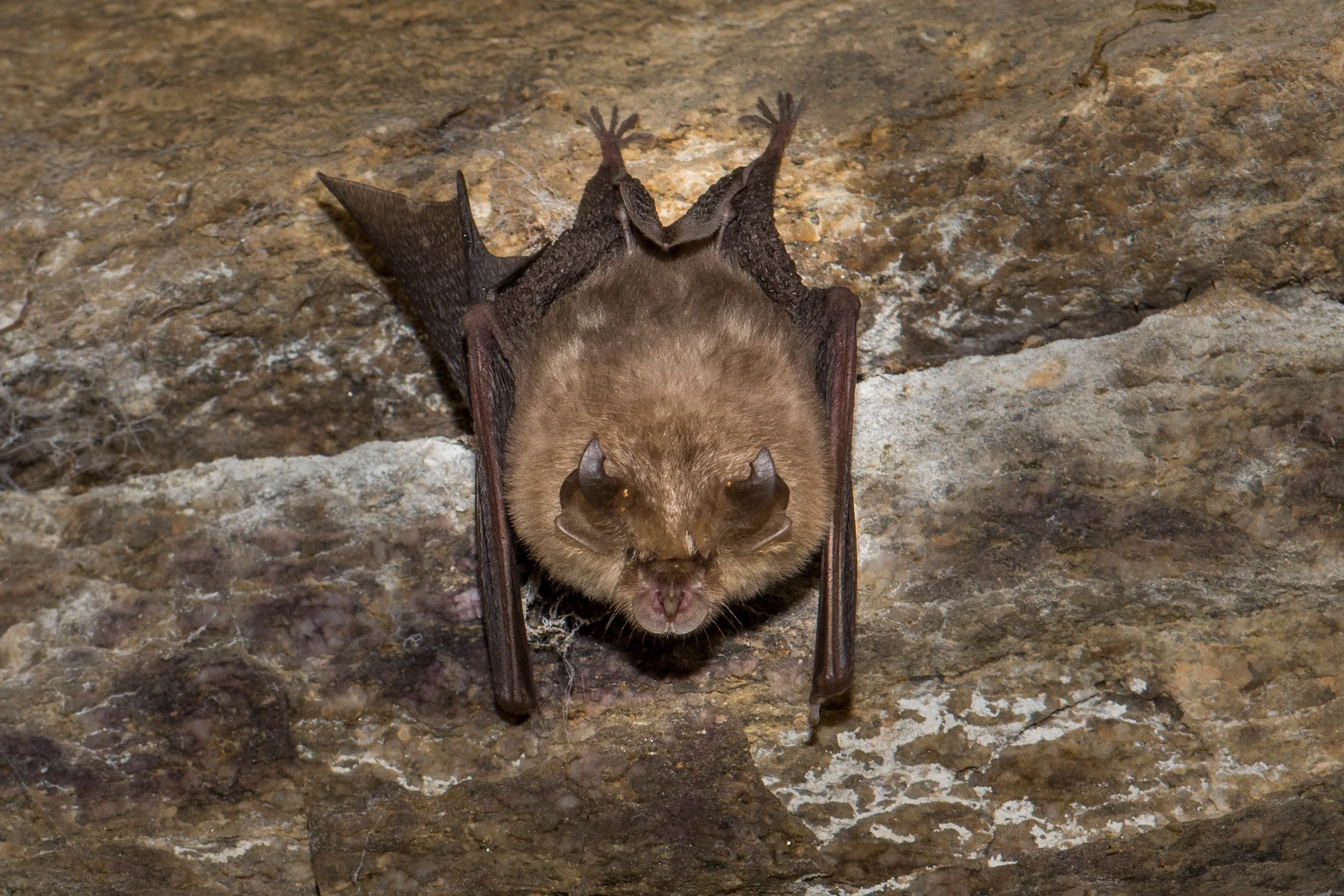 Fledermaus_shutterstock_1773381668.jpg