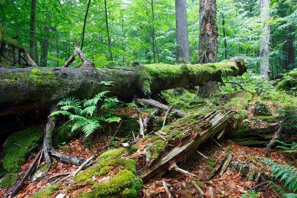Urwald in Österreich: zu sehen ist viel Totholz, Baumholzriesen. 