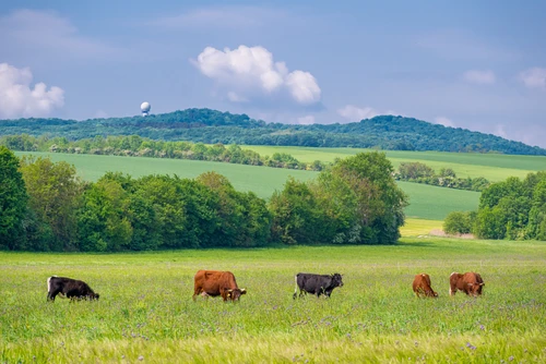 5 cows standing in a meadow