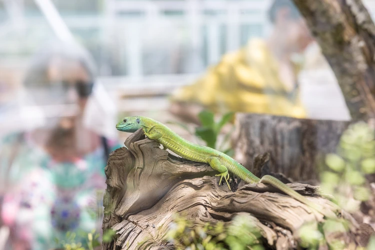 Tierfütterung im Museumsgarten