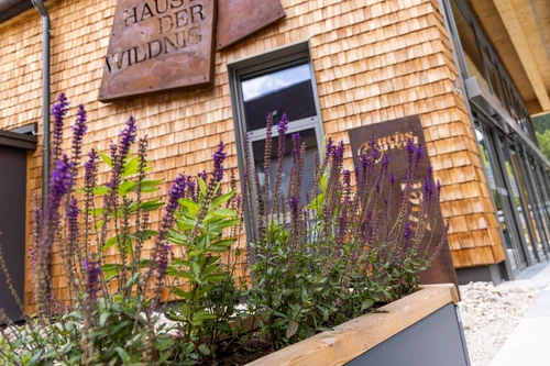 Salbei blüht in den Pflanzenkästen vor dem Haus der Wildnis. 