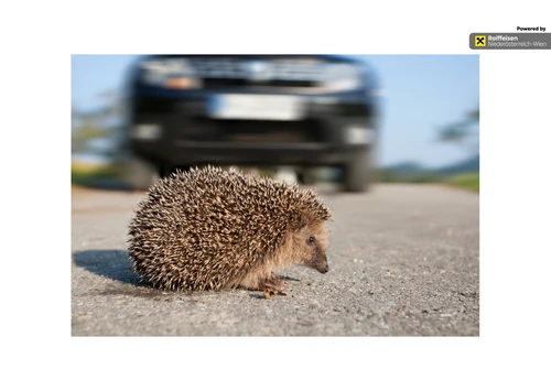 Igel überquert Straße