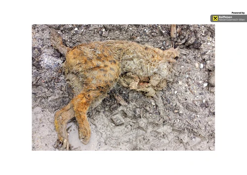 Kadaver des 2017 erschossenen Luchs Alus in Salzburg 