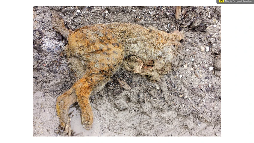 Kadaver des 2017 erschossenen Luchs Alus in Salzburg 