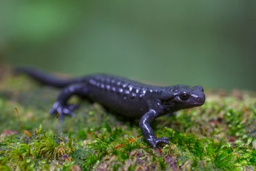 Ein Alpensalamander. 