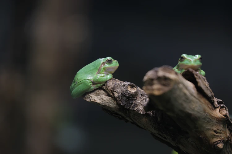 Laubfrosch im Haus für Natur