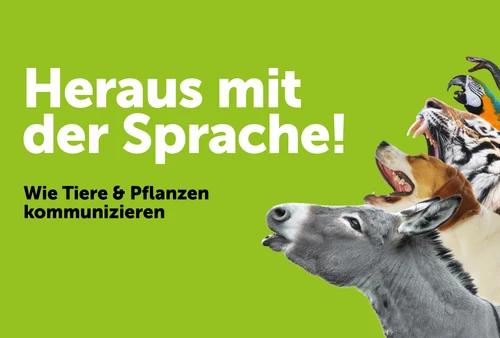 Sujet - Heraus mit der Sprache
