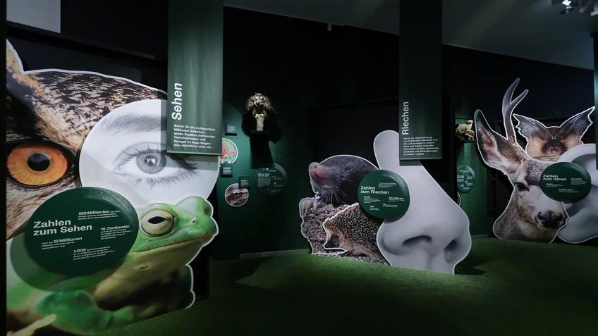 Einblick in die Ausstellung "Tiere der Nacht"