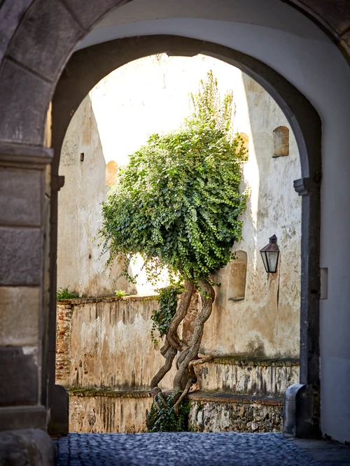 Ein Toreingang und ein Baum der entlang einer Mauer wächst. 