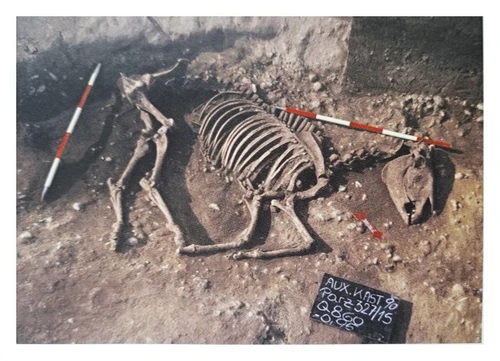 Horse Skeleton Found in a Trench at the Auxiliary Fort 