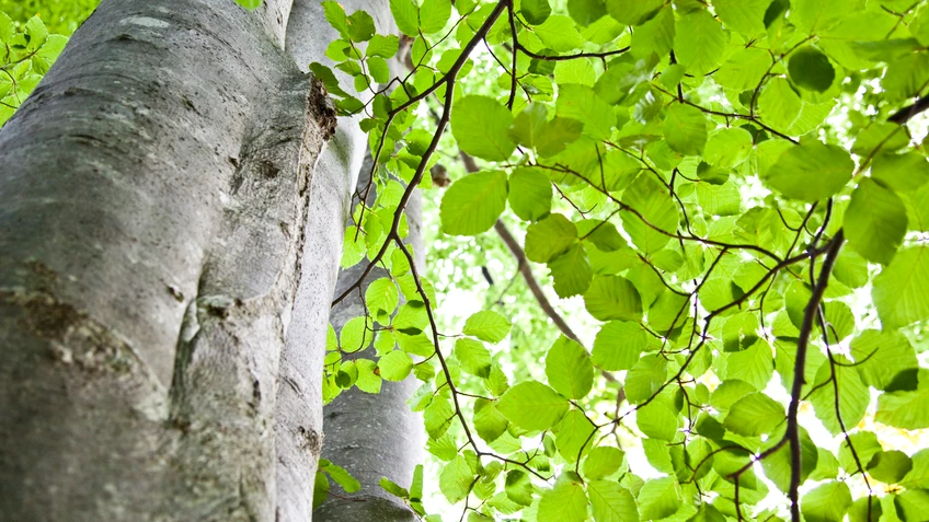 Zu sehen ist eine Rotbuche, mit dem Blick von unten den Stamm entlang. 